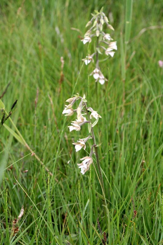 Orchidaceae Orchis